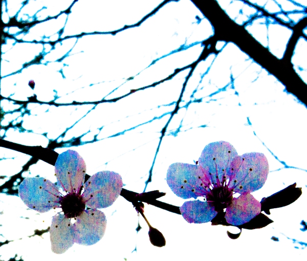 Tree Blossoms-1730