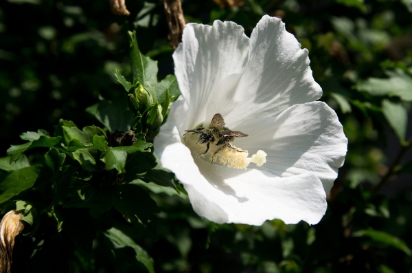 Pollination I