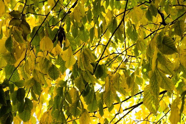 Autumn Leaves-7717