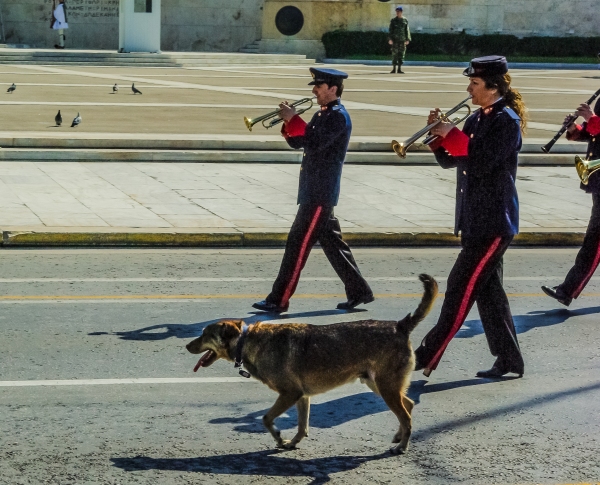 Dog Leading The Parade-2235-2