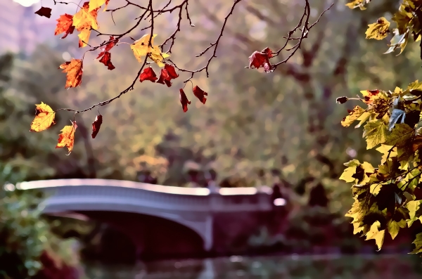 Bridge In Fall-